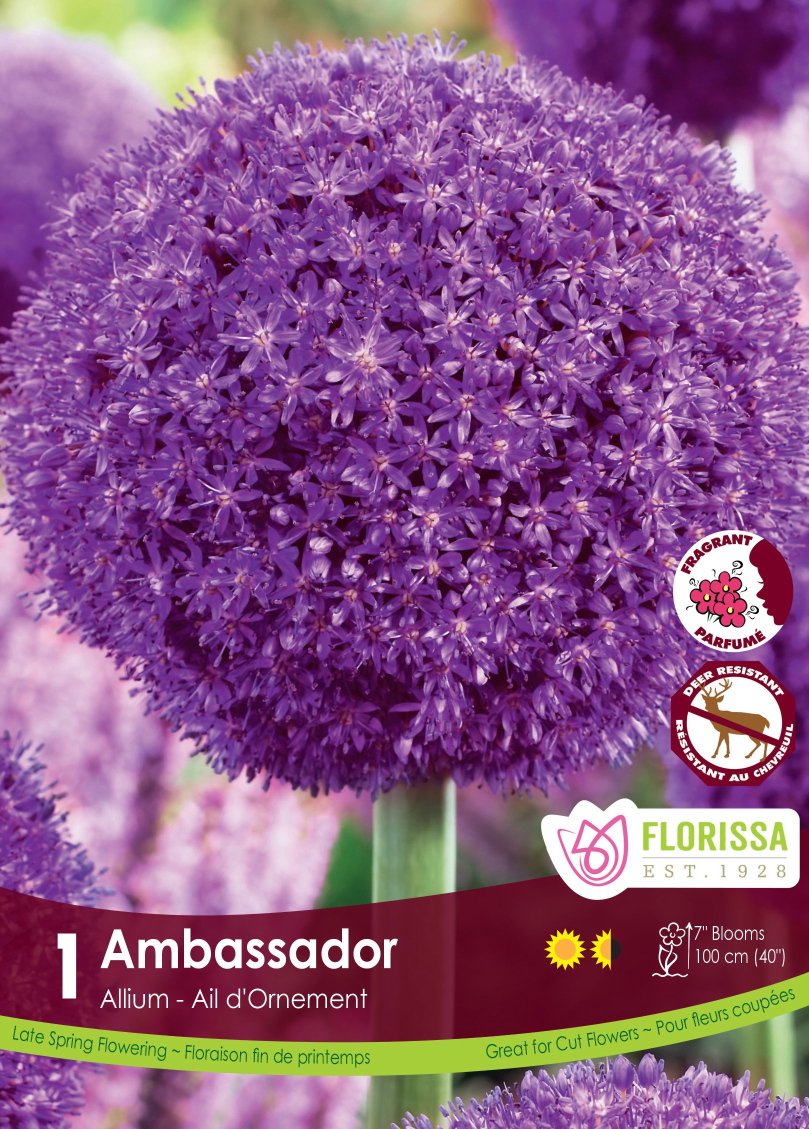Lg+Kep+Allium+Ambassador.jpg?